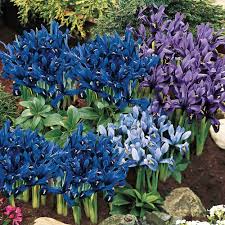 Attēlu rezultāti vaicājumam “Iris reticulata”