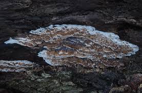 Attēlu rezultāti vaicājumam “Ceriporiopsis resinascens”