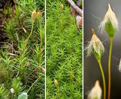 Attēlu rezultāti vaicājumam “Polytrichum commune sporophyte”