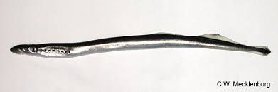 Image result for Lethenteron camtschaticum