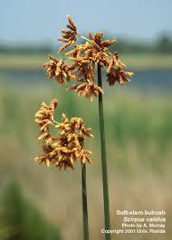 Attēlu rezultāti vaicājumam “Scirpus sylvaticus bud”