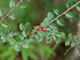 Attēlu rezultāti vaicājumam “Cotoneaster divaricatus”