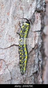 Attēlu rezultāti vaicājumam “Diprionidae cocoon”