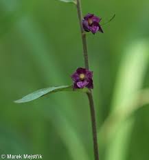 Attēlu rezultāti vaicājumam “Epipactis atrorubens bud”