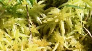 Attēlu rezultāti vaicājumam “Sphagnum palustre”