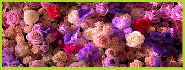 Image result for pheega