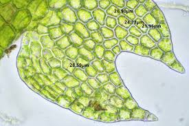 Attēlu rezultāti vaicājumam “Cephalozia loitlesbergeri”