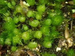 Attēlu rezultāti vaicājumam “Isopaches bicrenatus”