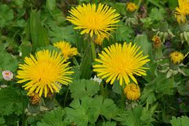 Attēlu rezultāti vaicājumam “Taraxacum suecicum”