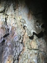 Attēlu rezultāti vaicājumam “Nothorhina punctata”