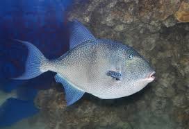 Image result for Balistes capriscus