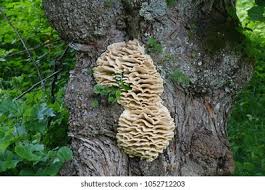 Attēlu rezultāti vaicājumam “Climacodon septentrionalis”