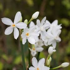 Attēlu rezultāti vaicājumam “Narcissus leaf”