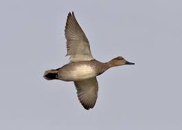 Attēlu rezultāti vaicājumam “Anas strepera”