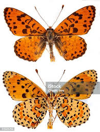 Attēlu rezultāti vaicājumam “Melitaea didyma”