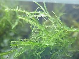 Attēlu rezultāti vaicājumam “Neckera complanata”