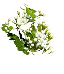 Attēlu rezultāti vaicājumam “Crataegus laevigata bud”