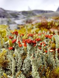 Attēlu rezultāti vaicājumam “Cladonia”