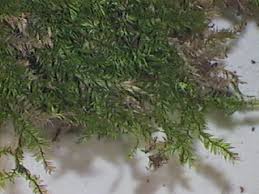 Attēlu rezultāti vaicājumam “Pseudotaxiphyllum elegans”