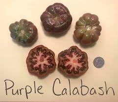 Afbeeldingsresultaat voor purple calabash tomato