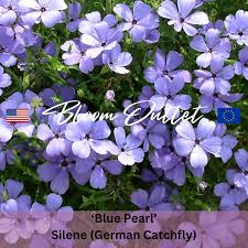 Attēlu rezultāti vaicājumam “Silene viscaria flower”