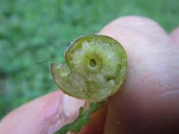 Attēlu rezultāti vaicājumam “Liposthenes glechomae”