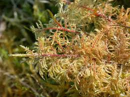 Attēlu rezultāti vaicājumam “Hylocomium splendens”