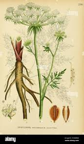 Attēlu rezultāti vaicājumam “Peucedanum palustre leaf”