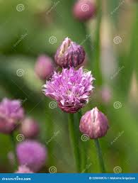 Attēlu rezultāti vaicājumam “Allium holandicum bud”