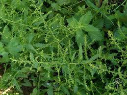 Image result for Chenopodium ambrosioides