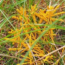 Attēlu rezultāti vaicājumam “Physaraceae”