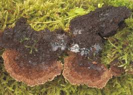 Attēlu rezultāti vaicājumam “Gloiodon strigosus”