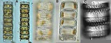 Attēlu rezultāti vaicājumam “Laurilia sulcata”