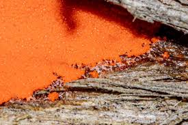 Attēlu rezultāti vaicājumam “Enerthenema papillatum stalked”