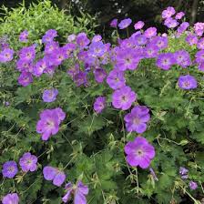 Image result for Geranium `Sandrine`
