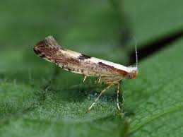 Attēlu rezultāti vaicājumam “Argyresthia pruniella”