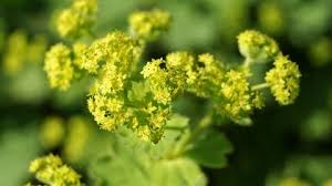 Image result for Frauenmantel