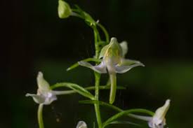 Attēlu rezultāti vaicājumam “Platanthera bifolia leaf”