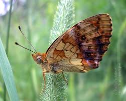 Attēlu rezultāti vaicājumam “Brenthis daphne underside”