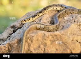 Attēlu rezultāti vaicājumam “Natrix natrix adult”