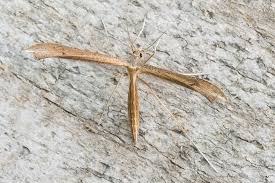 Attēlu rezultāti vaicājumam “Stenoptilia pterodactyla”