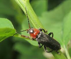 Attēlu rezultāti vaicājumam “Cantharis rustica imago”