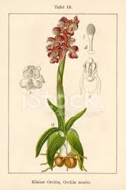 Attēlu rezultāti vaicājumam “Orchis morio”