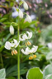 Attēlu rezultāti vaicājumam “Lilium martagon leaf”