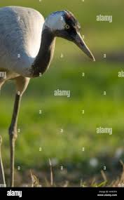 Attēlu rezultāti vaicājumam “Gruiformes”