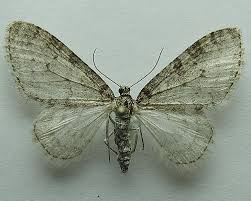 Attēlu rezultāti vaicājumam “Trichopteryx carpinata”