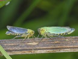Attēlu rezultāti vaicājumam “Cicadella viridis female”