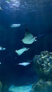 Image result for Mobula hypostoma