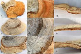 Attēlu rezultāti vaicājumam “Stereum fasciatum”