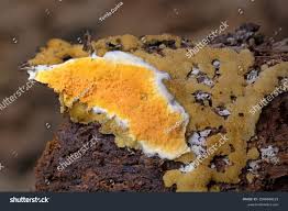 Attēlu rezultāti vaicājumam “Leucogyrophana mollusca”